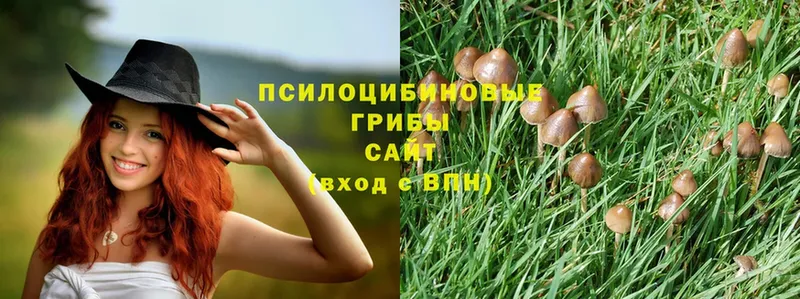 купить наркотики сайты  Берёзовский  Псилоцибиновые грибы Psilocybine cubensis 